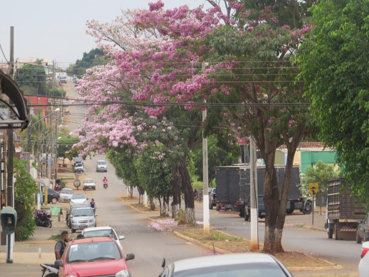 Primavera Araputanguense